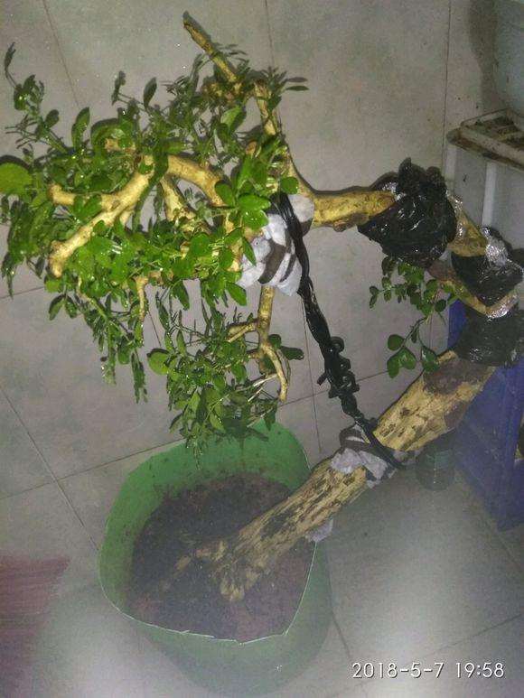 九里香下山桩主干怎么拿弯的方法 图片