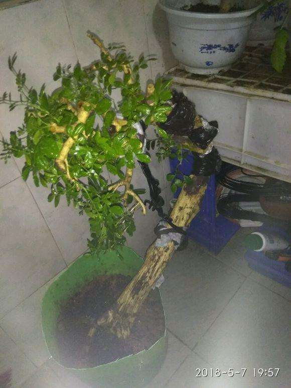 九里香下山桩主干怎么拿弯的方法 图片