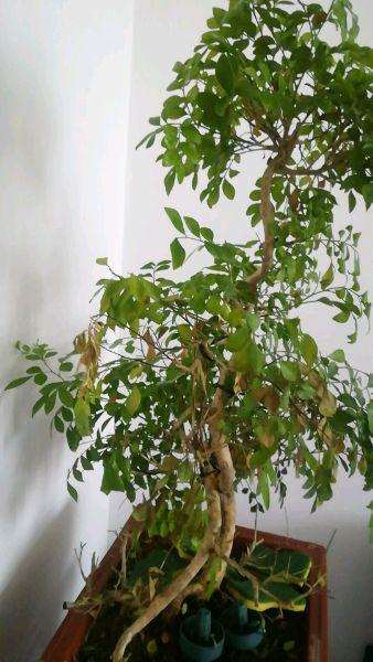 九里香下山桩老是掉叶子要掉没 图片