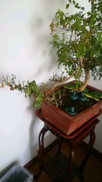 九里香下山桩老是掉叶子要掉没 图片