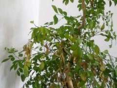 九里香下山桩老是掉叶子要掉没 图片