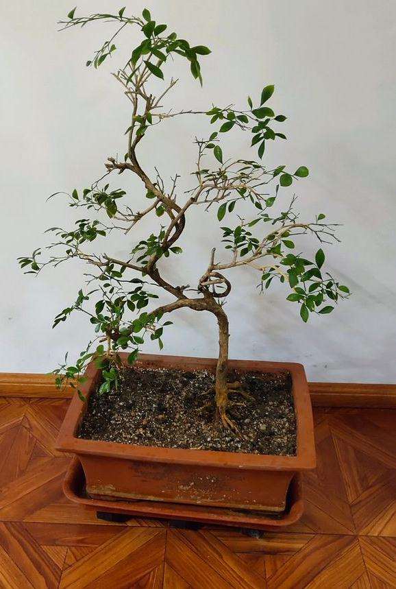 九里香下山桩怎么换土修剪的方法 图片