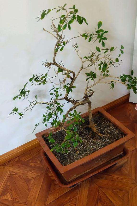 九里香下山桩怎么换土修剪的方法 图片