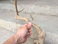 九里香下山桩需要缠膜吗 怎么办 图片