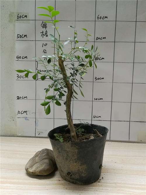 九里香下山桩怎么去掉土球的方法 图片