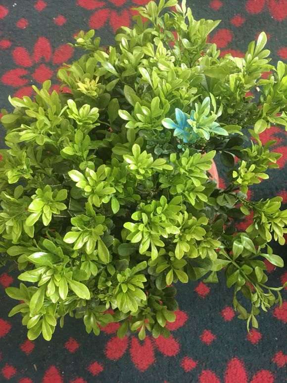 为什么米兰与九里香下山桩很难区分 图片