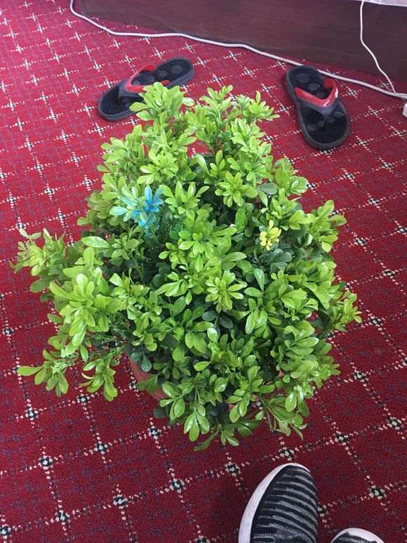 为什么米兰与九里香下山桩很难区分 图片