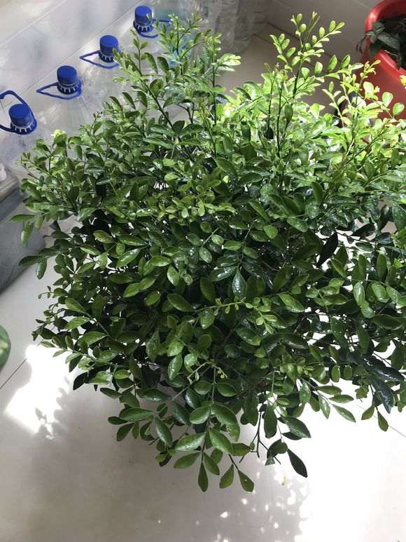 九里香下山桩 每天喷水 缓过来了 图片