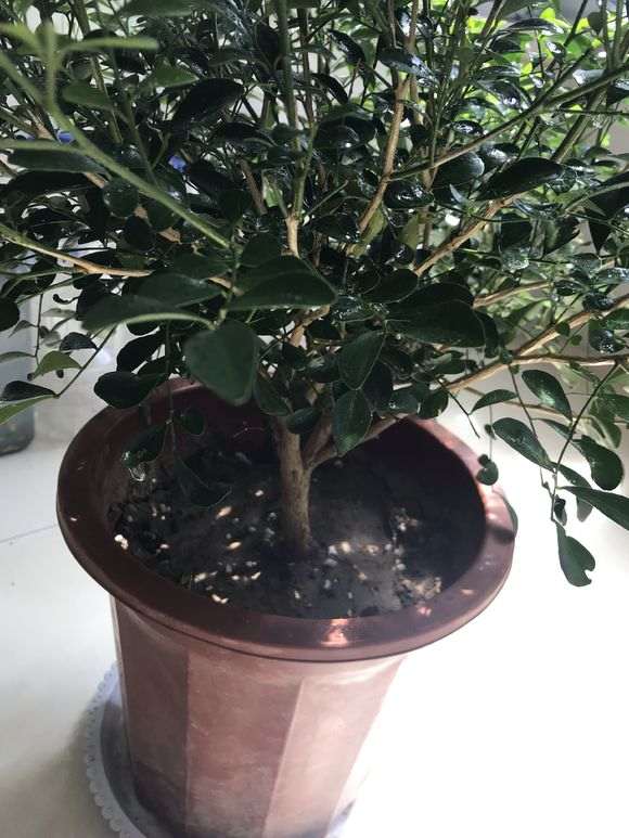 九里香下山桩 每天喷水 缓过来了 图片