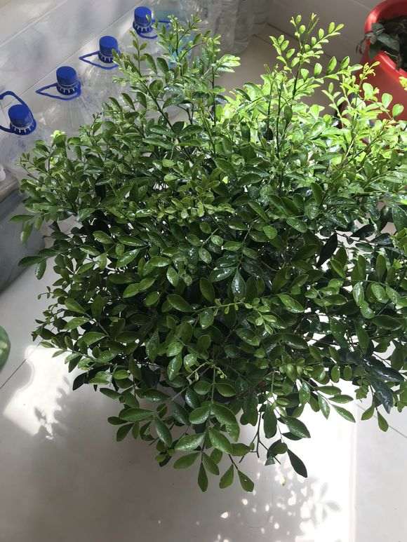 九里香下山桩 每天喷水 缓过来了 图片