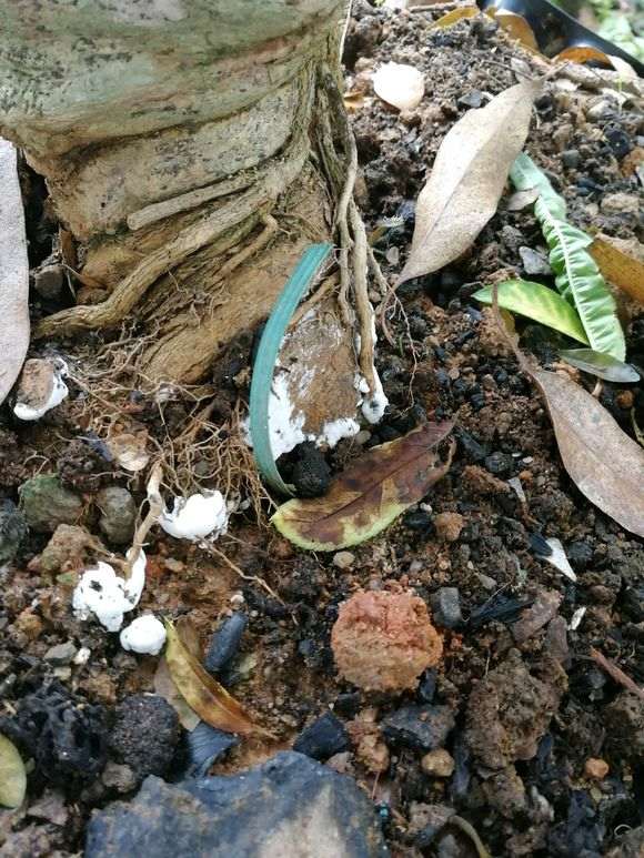 九里香下山桩根上白色的是什么 怎么办