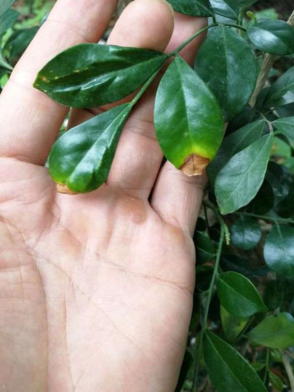 九里香下山桩根上白色的是什么 怎么办