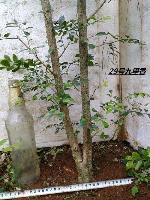 山东九里香下山桩怎么地栽的方法 图片