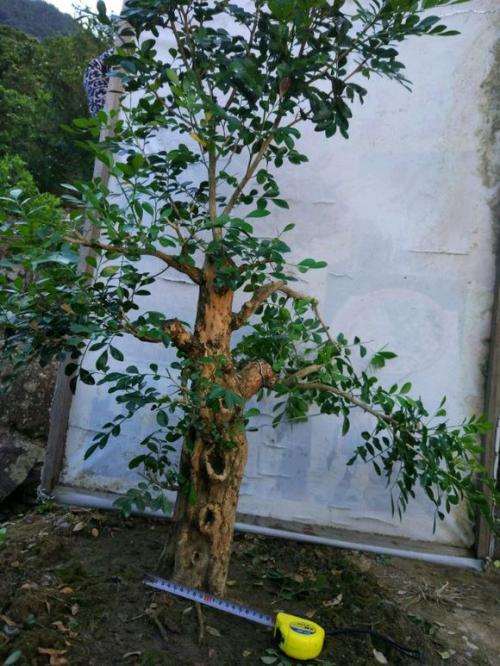 北方九里香下山桩能室外过冬吗 图片