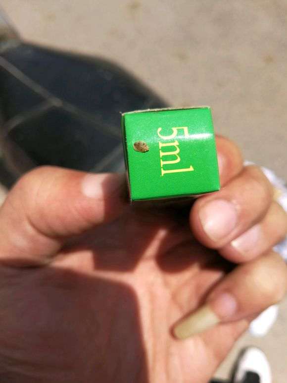 九里香下山桩得了什么虫子 怎么办 图片