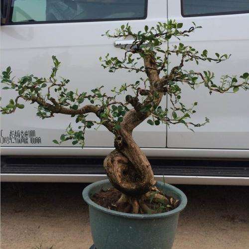 九里香下山桩可以扦插不呀 图片