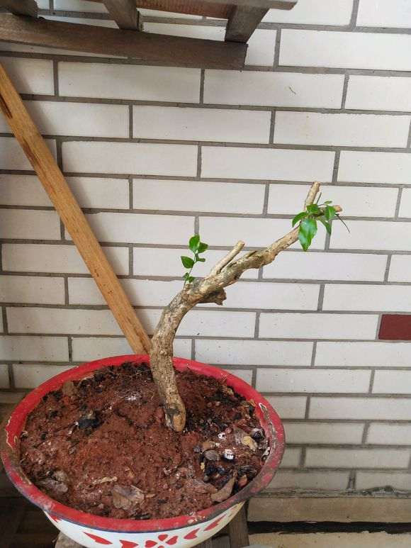 网上买的九里香下山桩怎么造型 图片