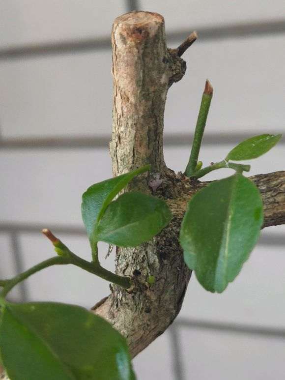 网上买的九里香下山桩怎么造型 图片