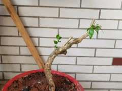 网上买的九里香下山桩怎么造型 图片