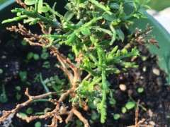 九里香下山桩主枯黄 怎么办 图片