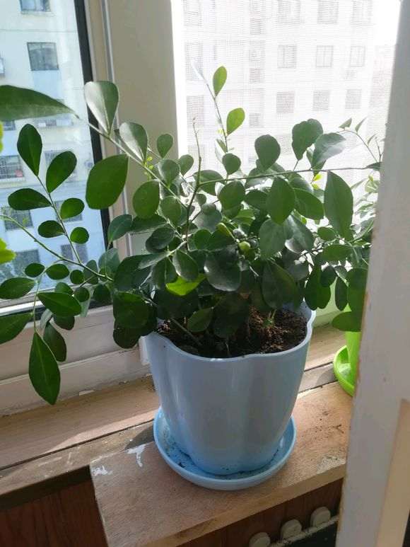 九里香下山桩开了一朵 怎么样 图片