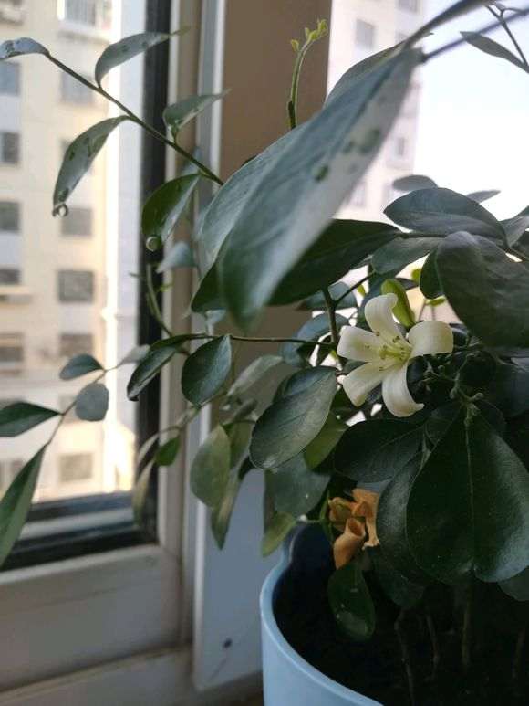 九里香下山桩开了一朵 怎么样 图片