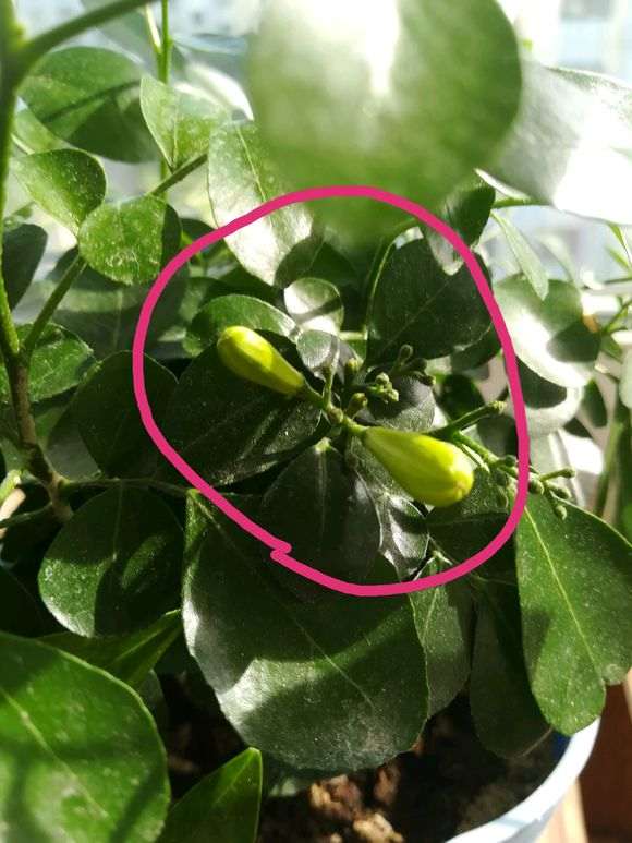 九里香下山桩开了一朵 怎么样 图片