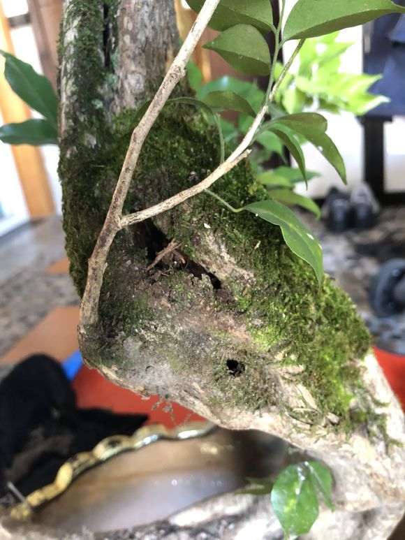 九里香下山桩有虫洞 怎么办 图片