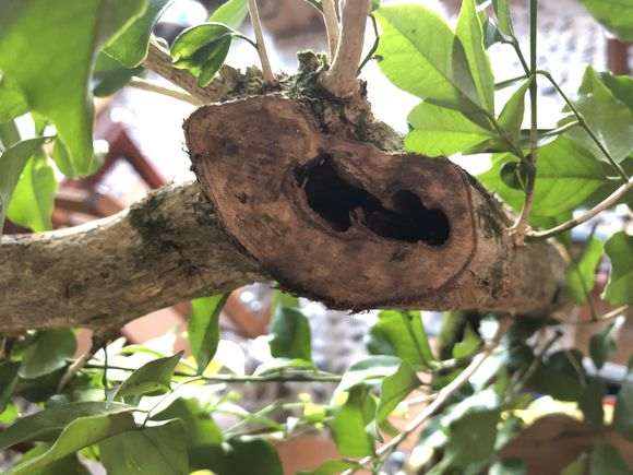 九里香下山桩有虫洞 怎么办 图片