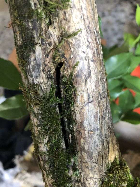 九里香下山桩有虫洞 怎么办 图片