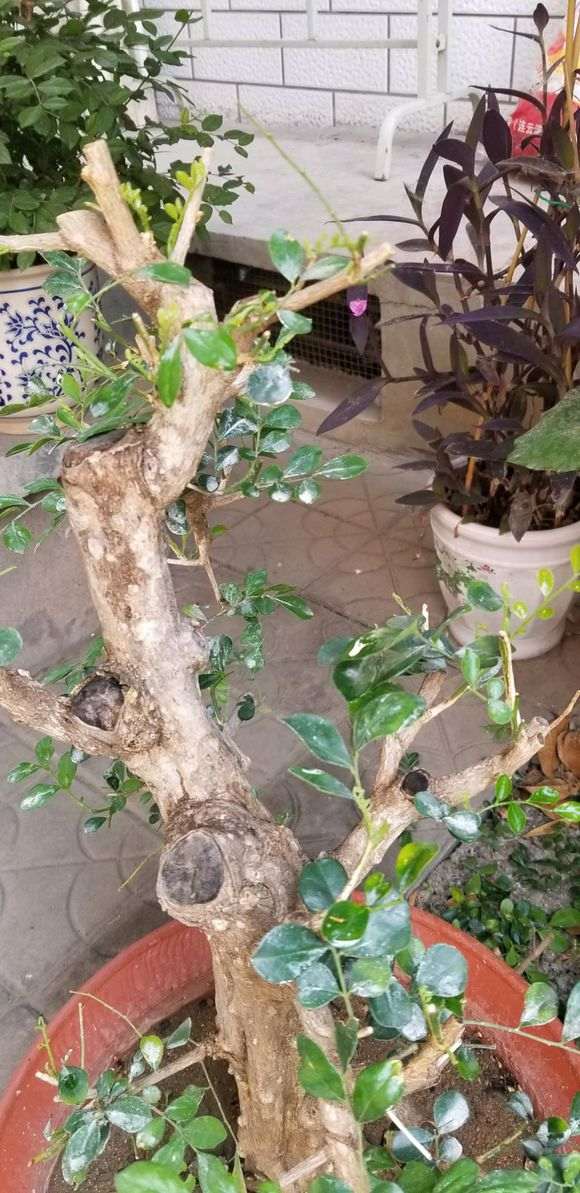 九里香下山桩熟桩3个月 终于发芽了