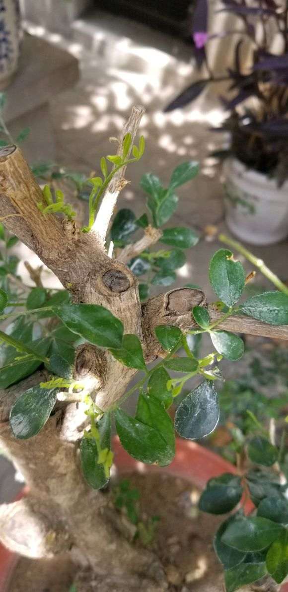 九里香下山桩熟桩3个月 终于发芽了