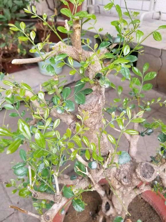 九里香下山桩熟桩3个月 终于发芽了