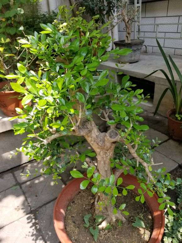 九里香下山桩熟桩3个月 终于发芽了