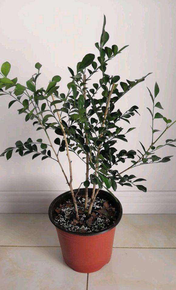 九里香下山桩做造型怎么弄 图片