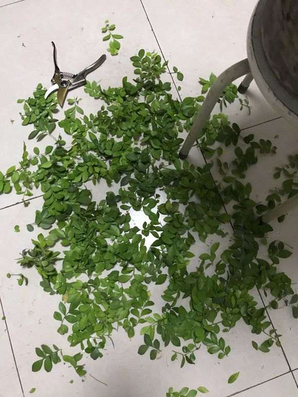 九里香下山桩怎么修剪枝条的方法 图片