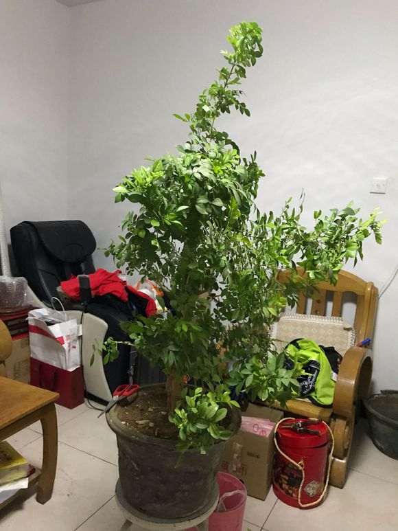 九里香下山桩怎么修剪枝条的方法 图片