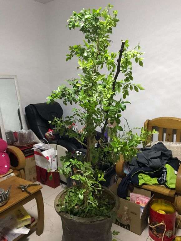 九里香下山桩怎么修剪枝条的方法 图片