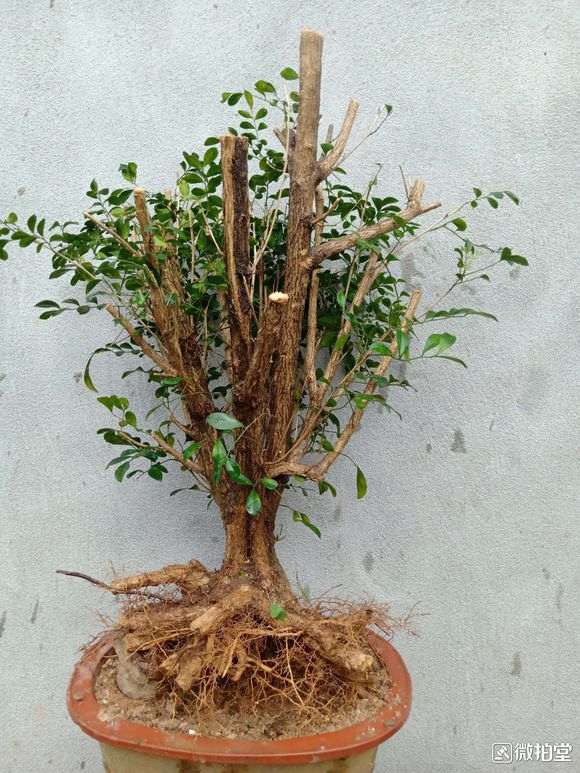 九里香下山桩怎么修剪蘑菇头 图片