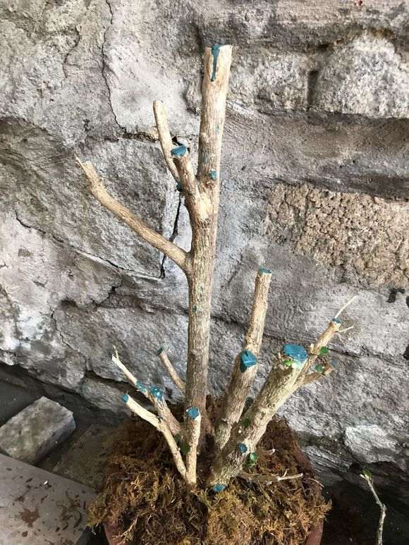 九里香下山桩怎么修剪蘑菇头 图片