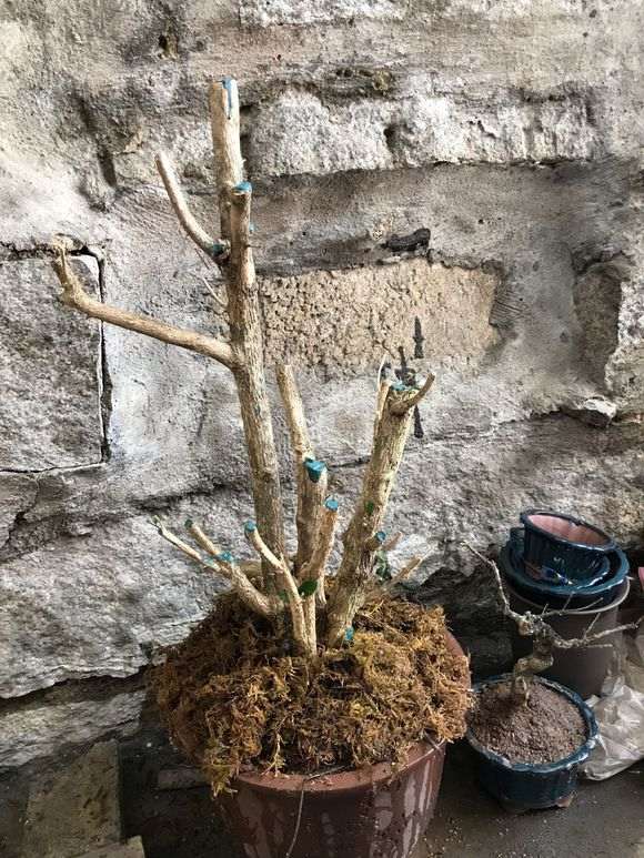 九里香下山桩怎么修剪蘑菇头 图片