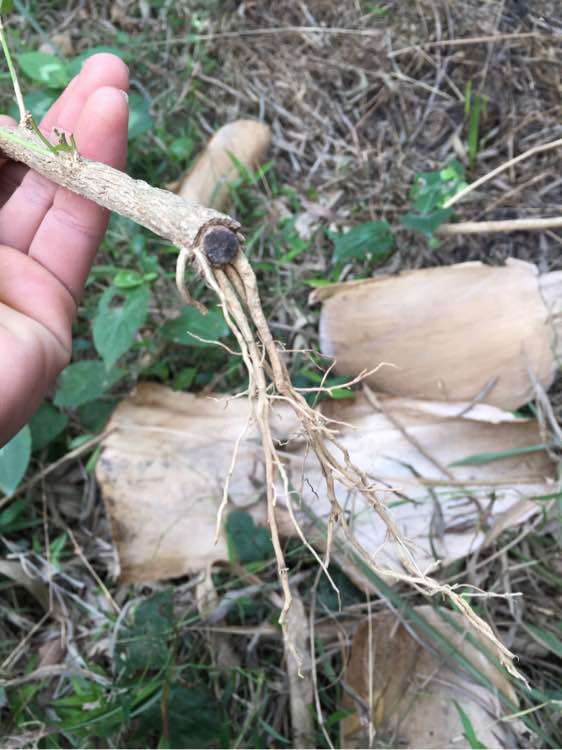 九里香下山桩插杆成功了 怎么样 图片