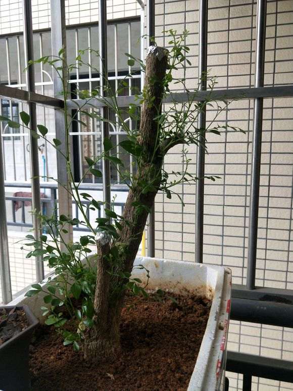 九里香下山桩生桩发这么多芽 图片