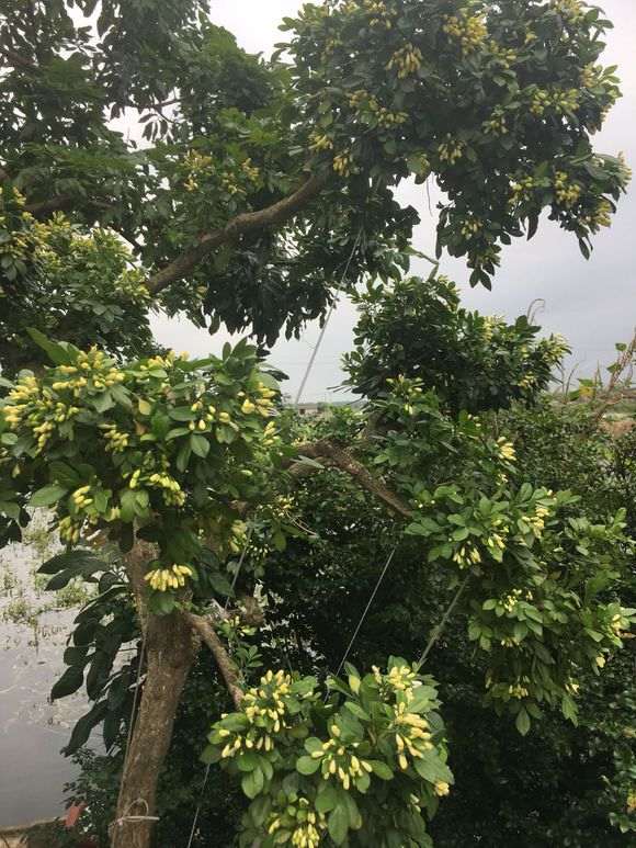 九里香下山桩 等开花的一天 图片