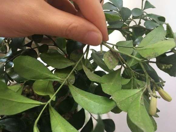 九里香下山桩得了介壳虫 怎么办 图片