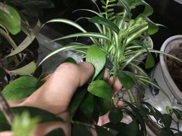 九里香下山桩得了介壳虫 怎么办 图片