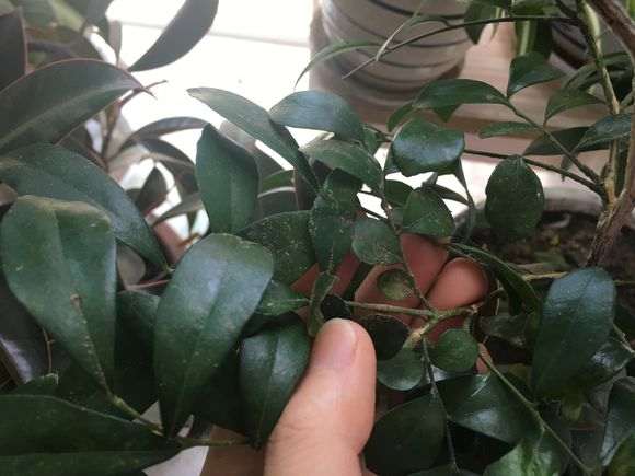 九里香下山桩得了介壳虫 怎么办 图片