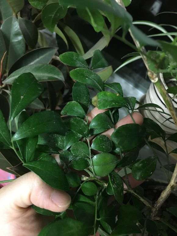 九里香下山桩得了介壳虫 怎么办 图片