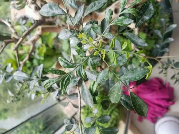 九里香下山桩的叶子变成这样 怎么办