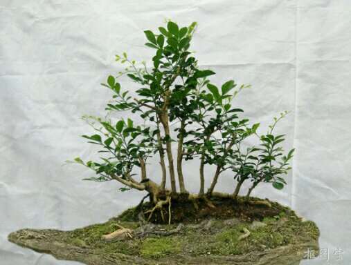 九里香下山桩的根会发芽 怎么样 图片